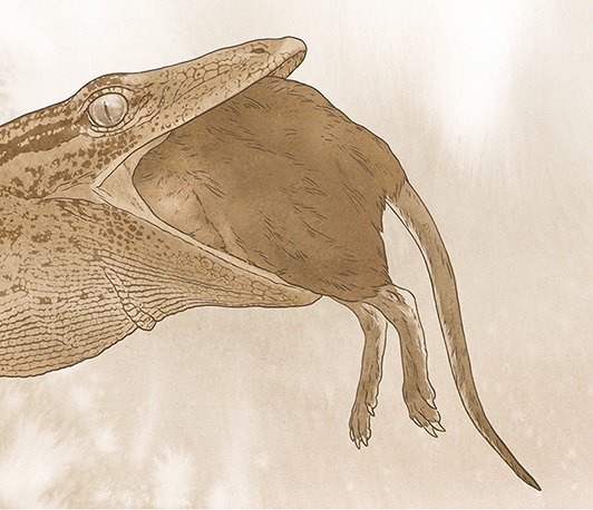 Breugnathair elgolensis had teeth and teeth-bearing bones similar to a modern python.