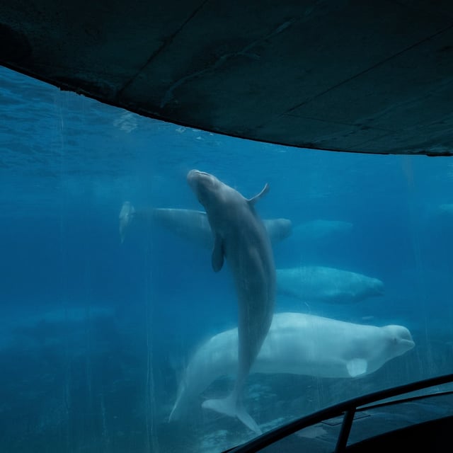 Twenty whales – one killer whale and 19 belugas – have died at Marineland since 2019.