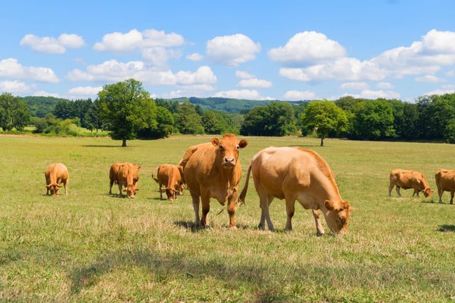 La Cour des comptes rappelle notamment «l’exigence de neutralité» des chambres d’agriculture dans leurs dépenses.