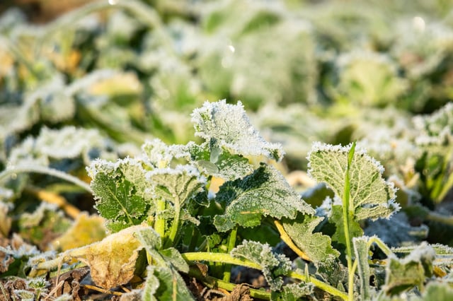 A stock image of a plant after frost.