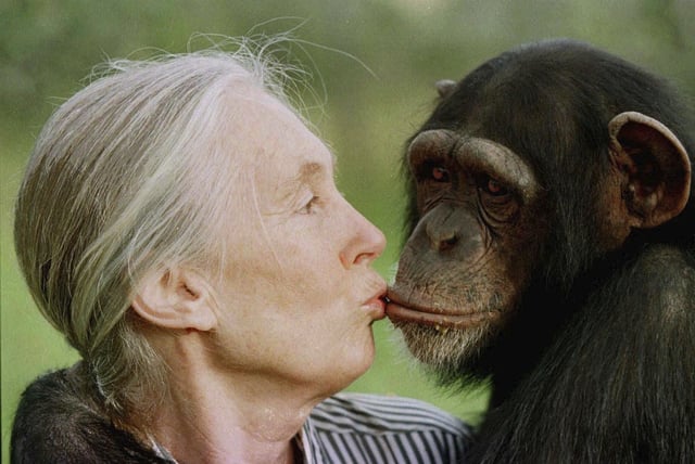 Jane Goodall besa a Tess, una chimpancé hembra, en el Santuario de Chimpancés Sweetwaters, cerca de Nanyuki, al norte de Nairobi, el 6 de diciembre de 1997.
