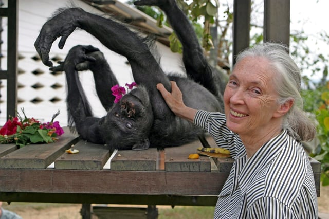 Die britische Schimpansen-Forscherin und Umwelt-Aktivistin Jane Goodall ist tot.