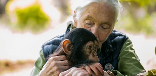 Jane Goodall avec un chimpanzé le 9 juin 2018 à Entebbe, en Ouganda