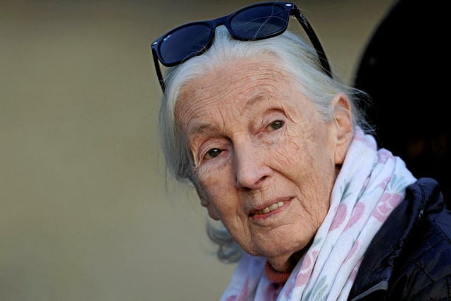 Jane Goodall, une militante infatigable qui a changé radicalement notre regard sur les grands singes.

