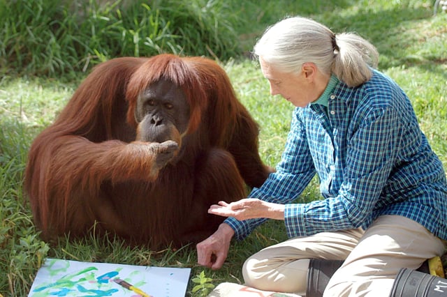 Jane Goodall 2008 mit Orang-Utan Pureri im Zoo von Perth