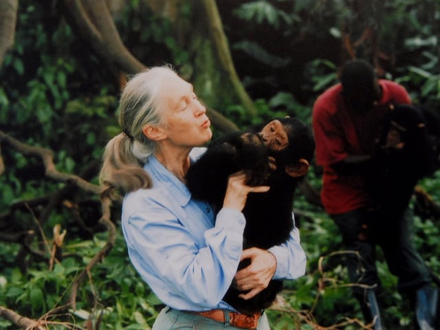 A photo of Jane Goodall holding a chimp in the jungle