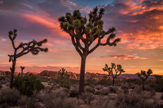 FILE: Sunrise at Joshua Tree National Park, where visitors cut down trees and drove illegal offroad vehicles during the last federal government shutdown in 2018-2019.