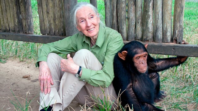 Falleció la etóloga y primatóloga Jane Goodall.