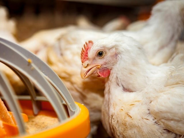 Aviar gallina