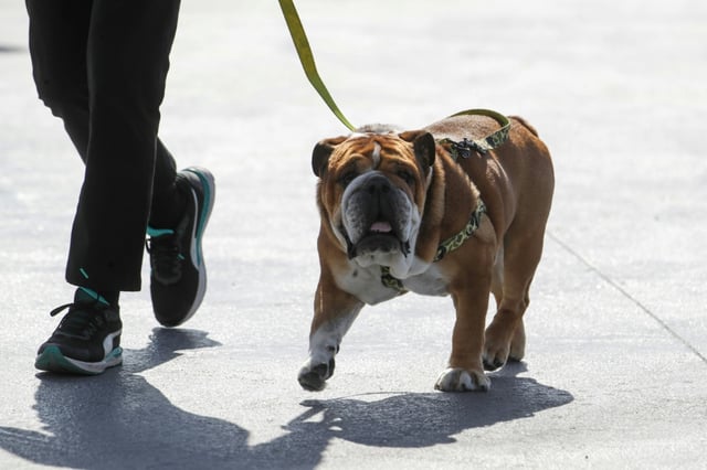 Lewis Hamilton's dog Roscoe pictured in 2020