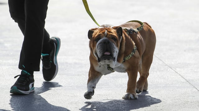 Roscoe war treuer Begleiter des F1-Stars
