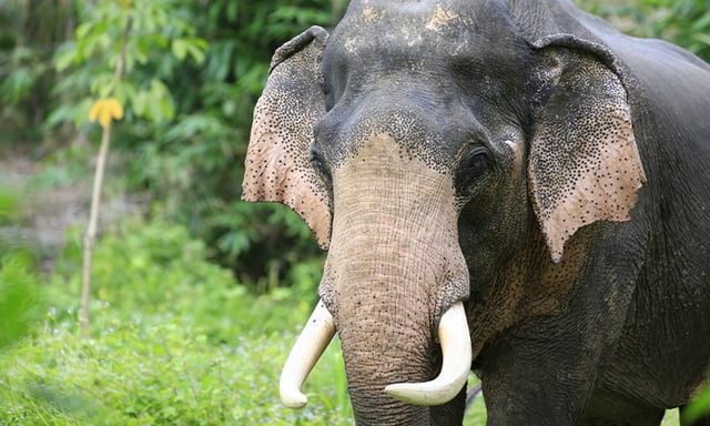 Close up of an elephant. Credit: Decha Kiatlatchanon / Shutterstock
