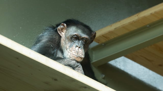 Nach Brand: Zoo Krefeld eröffnet neuen „MenschenaffenWald“ für Schimpansen.