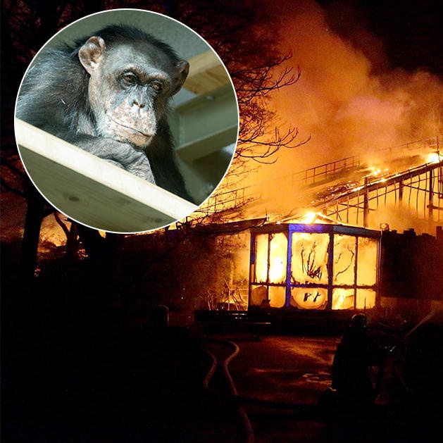 Krefeld (NRW) – Es war die schlimmste Brandkatastrophe in einem deutschen Zoo. In der S...
