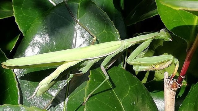 The European mantis has spread northwards through Europe with the help of climate change