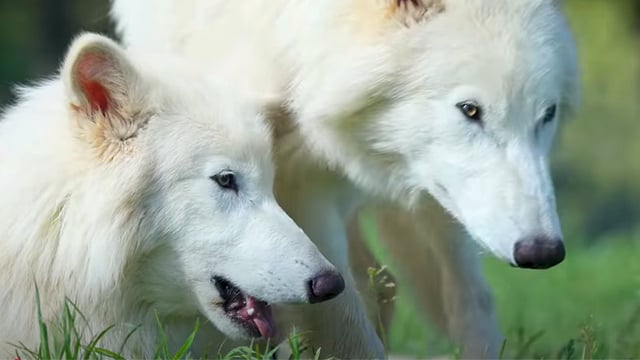 Colossal's twin dire wolves Romulus and Remus.
