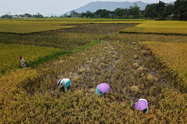 FILE - Farmers harvest rice crop in a paddy field on the outskirts of Guwahati, India, May 24, 2025. (AP Photo/Anupam Nath, File)