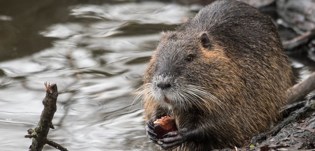 Ein Nutria frisst am Rande eines Teiches eine Kastanie