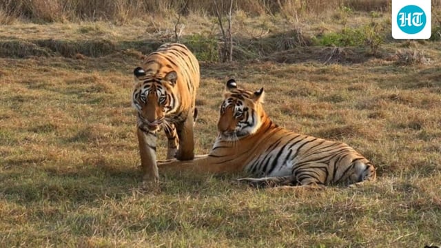 The reserve extends up to Balaghat, a Naxal-affected district that shares borders with Mandla.