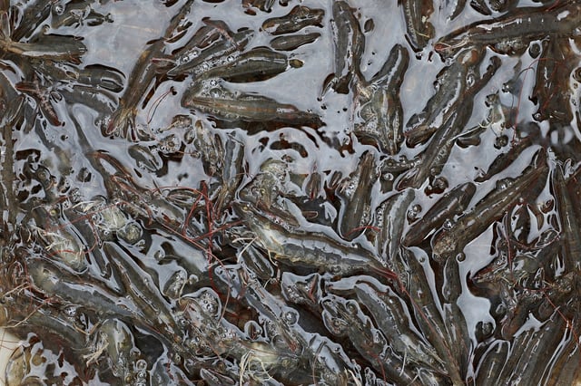 Freshly caught live shrimp are seen at Ujung Kulon Sukses Makmur Abadi, a shrimp farm company, in Pandeglang, Banten province, Indonesia, July 29, 2025. REUTERS/Ajeng Dinar Ulfiana