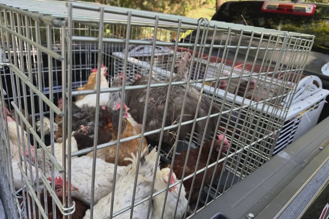 Birds were among the 206 animals recovered from what authorities described as deplorable conditions.