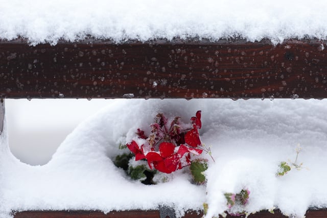 A flower is covered with snow during an unexpected snowfall on mountain Jahorina near Sarajevo, Bosnia, Thursday, Oct. 2, 2025. (AP Photo/Armin Durgut)