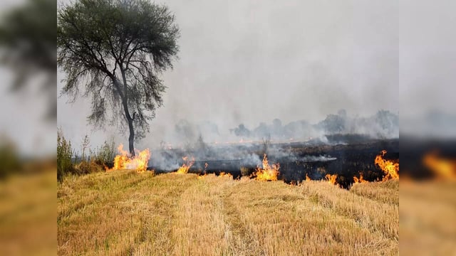 Stubble burning
