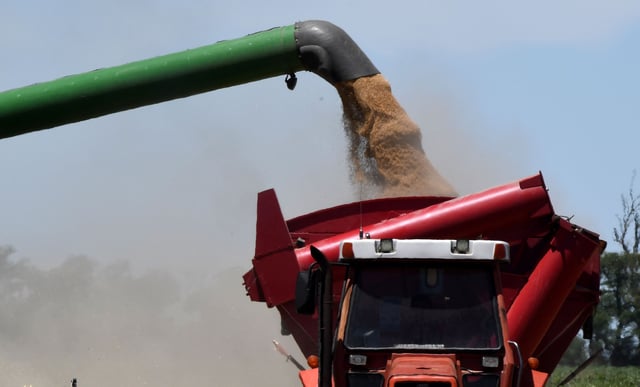 CAÍDA La soja pierde fuerza en el mercado doméstico, tanto en el precio disponible como de la nueva cosecha. (Tomy Fragueiro/Archivo)