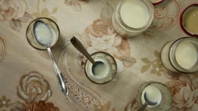 Researchers tasted the first trials of ant yogurt, where the milk had begun to coagulate and acidify, which are signs of early yogurt fermentation.