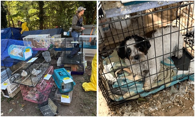 Officers from the Suffolk County Police Department and the Suffolk County DA's Biological, Environmental, and Animal Safety Team remove over 200 neglected animals from a Northport home Wednesday. (Suffolk County DA)