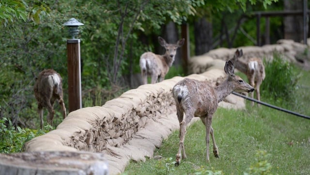 Deer walk near the Granby River in Grand Forks, B.C., on Wednesday, May 16, 2018. THE CANADIAN PRESS/Jonathan Hayward