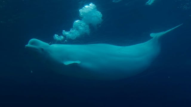 The Marineland amusement park's 30 beluga whales are at risk of being euthanized, according to a letter sent by the company to the federal fisheries minister.
