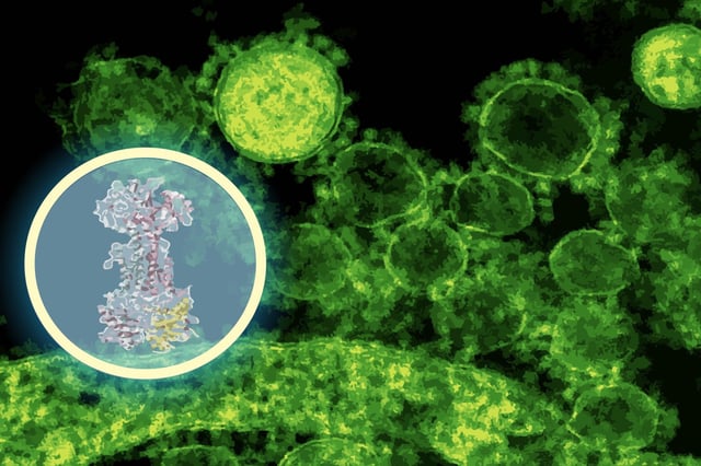 By using AI to sift through more than 10,000 molecules, researchers found enterololin (inset), a compound that blocks a key pathway in harmful gut bacteria and, in mice with IBD, eased infection without disturbing the rest of the microbiome.
