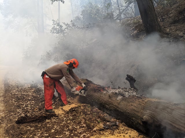 A ranger from the San Mateo County Parks Department cuts up a fallen pine tree into smaller pieces to finish burning during the 2020 CZU Lightning Complex fires, which burned 86,509 acres. Photo courtesy San Mateo County Parks Department.