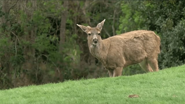 A deer is pictured in this file photo.