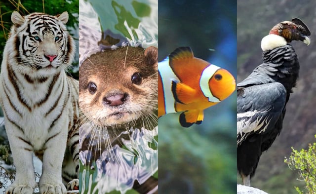 Día Mundial de los animales | Foto: Composición EC