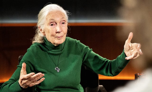 Jane Goodall is pictured in the premiere episode of the Netflix series “Famous Last Words.” Her interview was conducted in March and held until just after her death. (Netflix)