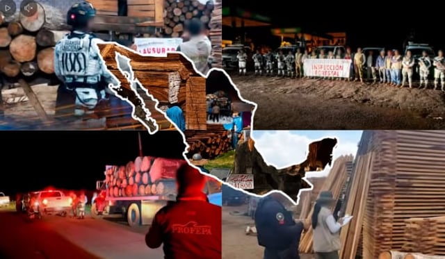 Profepa desmantela aserraderos ilegales en todo México: decomisan madera, carbón y maquinaria en 32 estados. / PROFEPA. - Imagen ilustrativa hecha con IA (Copilot).