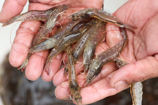 A worker shows live shrimps at Ujung Kulon Sukses Makmur Abadi, a shrimp farms company in Pandeglang, Banten province, Indonesia, July 29, 2025. REUTERS/Ajeng Dinar Ulfiana