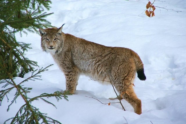 Un lince boreal (Lynx lynx), en Alemania.