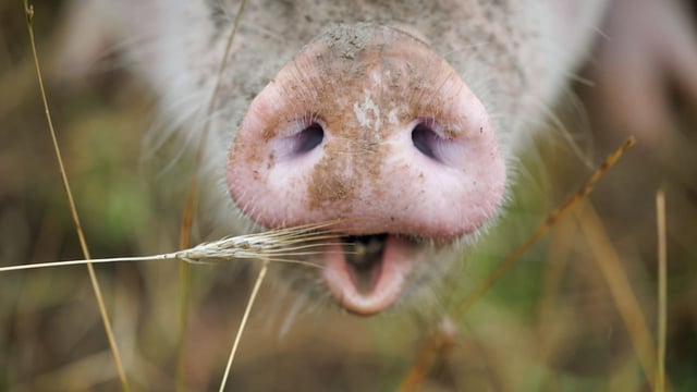 Forscher nutzen KI, um Schweinelaute zu verstehen.