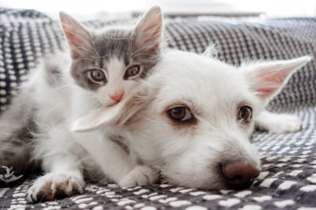 Hoy se celebra el Día Mundial de los Animales