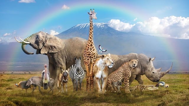 Esta es la razón por la que cada 4 de octubre se celebra el Día Mundial del Animal.