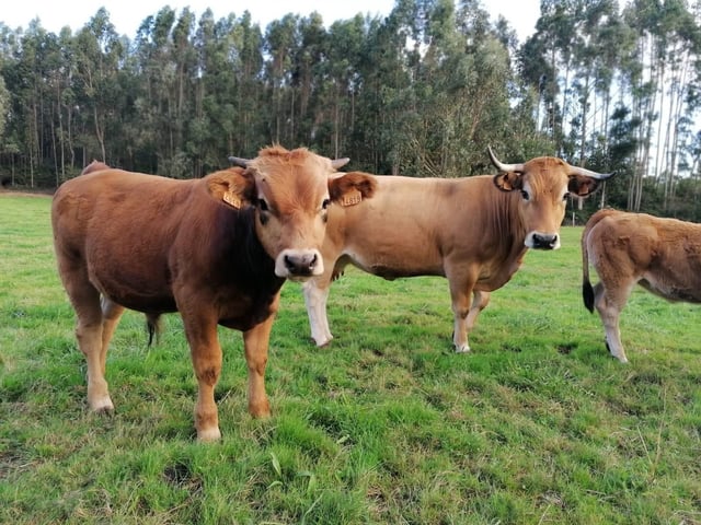 Archivo - Vacas.
