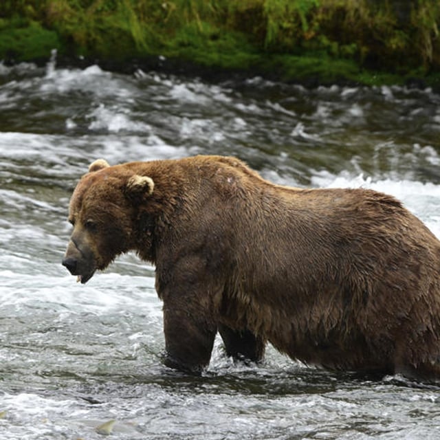 This image provided by the National Park Service shows bear 32 at the Katmai National Park and Preserve in Alaska, on July 14, 2025. (C Loberg/National Park Service via AP)