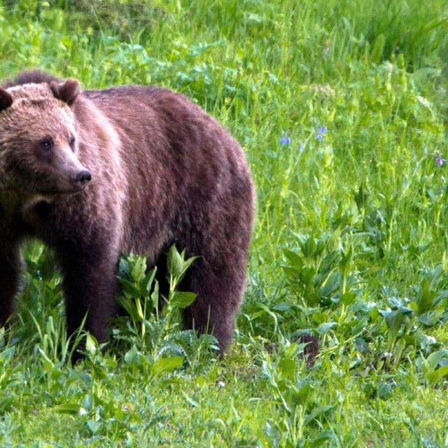 This is a file photo of a bear. (AP Photo/Jim Urquhart, File)