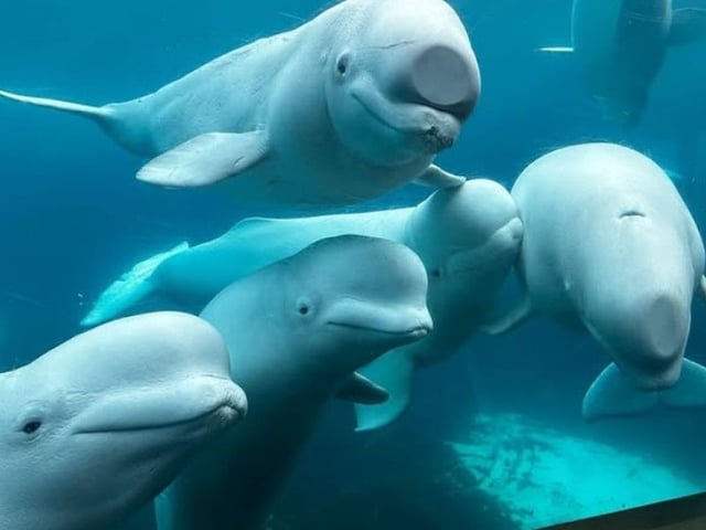 The federal government has denied a request by Marineland to transfer beluga whales to a park in China.