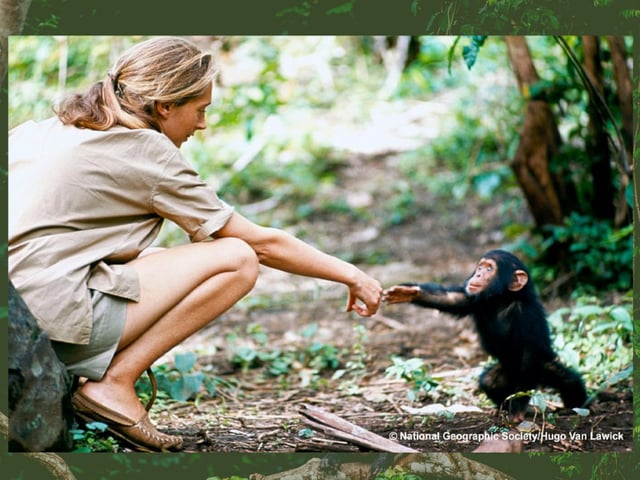 "Somos parte y no separados del reino animal”, decía Jane Goodall.