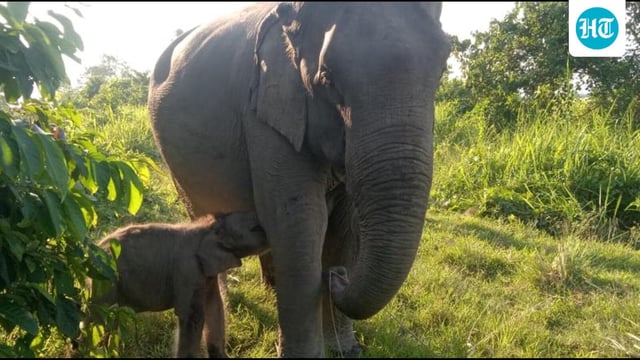 This is our way of paying tribute to the late singer, who was a great animal lover and a strong advocate for environmental causes, Kaziranga National Park’s director Sonali Ghosh said. (Sourced)