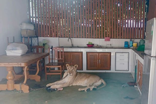 Photo du 5 octobre 2025 diffusée par le Département des parcs nationaux, de la faune et de la conservation des plantes de Thaïlande (DNP) montrant une lionne, détenue par des particuliers, impliquée dans une attaque contre un enfant, enchaînée à une table de cuisine avant d'être confisquée par les autorités, dans la province occidentale de Kanchanaburi
